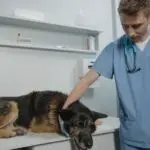 wann darf ein tierarzt einen hund einschläfern