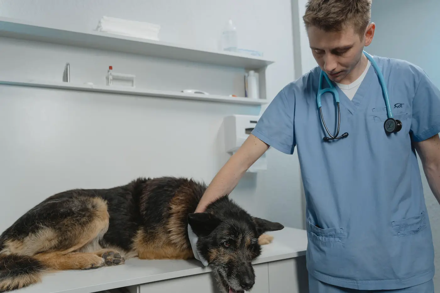 wann darf ein tierarzt einen hund einschläfern