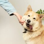 warum leckt mein hund meine hand