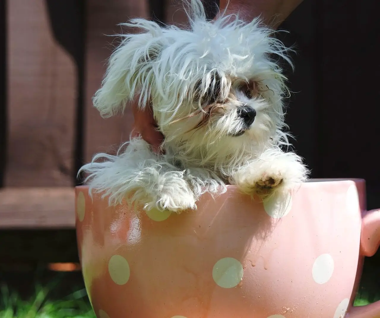Besten Teacup Hunde: Finden Sie Ihren perfekten kleinen Begleiter.