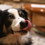 Hund verweigert Futter, frisst aber Leckerlis: Gründe und Lösungen