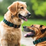 Jenseits von Anti-Bell-Halsbändern: Andere effektive Methoden, um Ihrem Hund das Bellen abzugewöhnen
